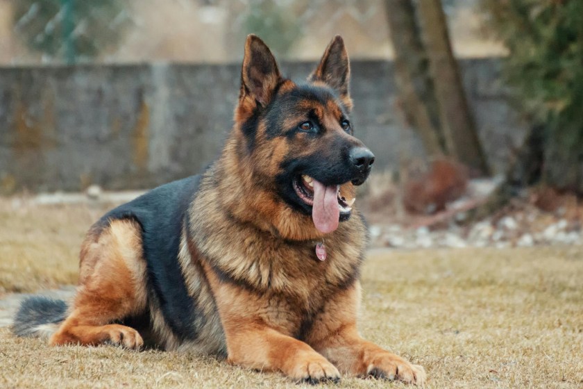 times dogs saved their owners' lives german shepard