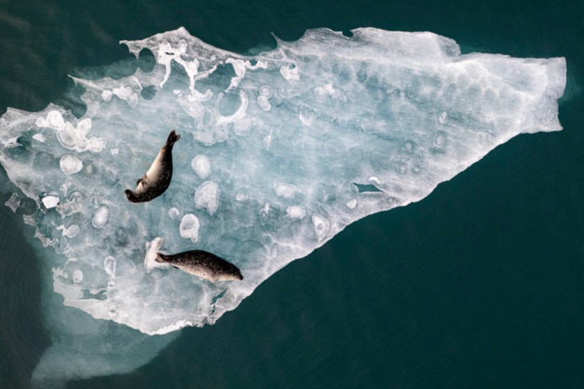 two seals lounging on ice