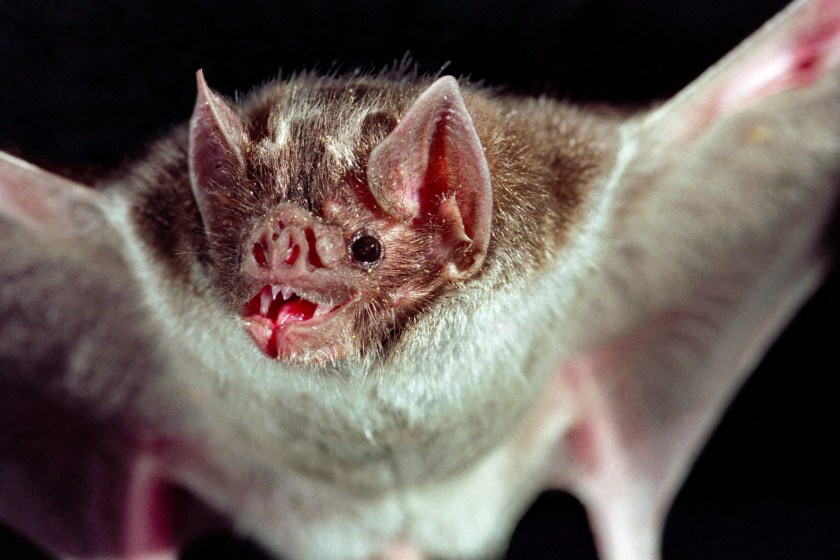 Vampire bat