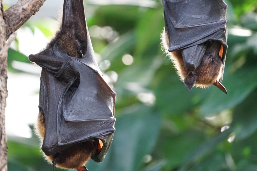 why bats hang upside down