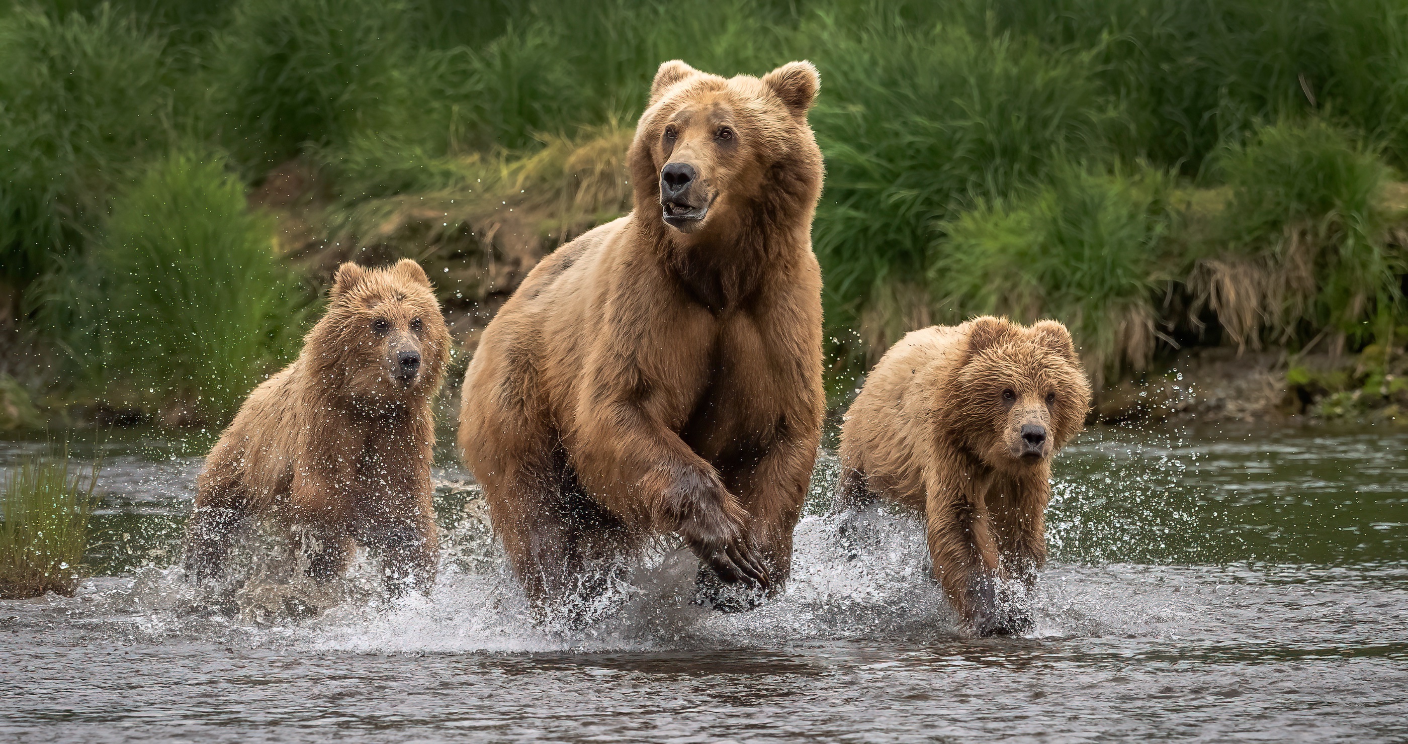 10 Best Places To Experience Wildlife In The US