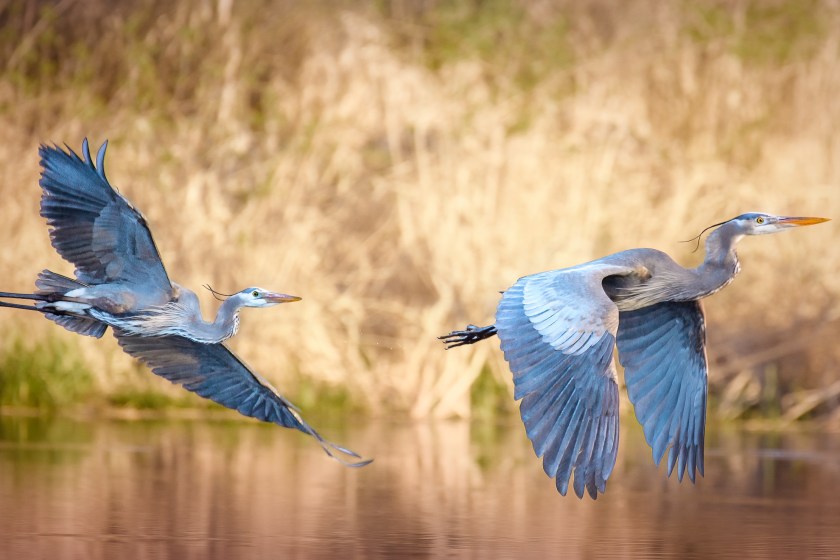 10 Best Places To Experience Wildlife In The US spot blue herons in Tennesse