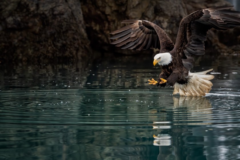 10 Best Places To Experience Wildlife In The US bald eagle swooping down in Alaska