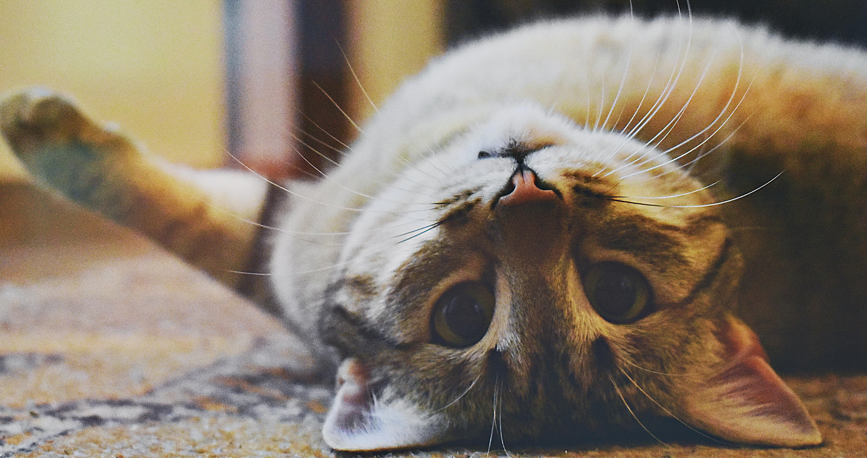10 Facts About Cats That Will Make You Respect Your Feline Friend