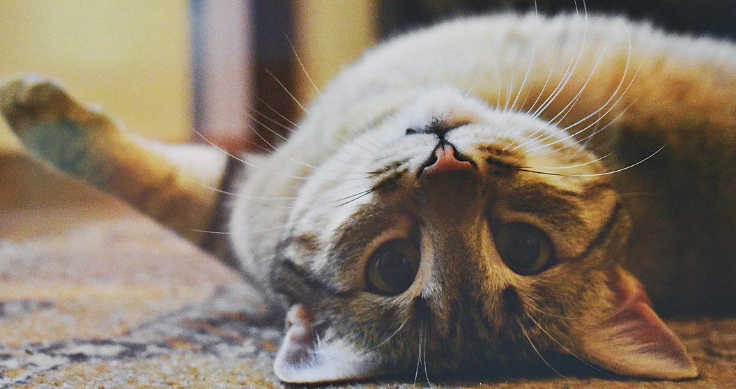 10 Facts About Cats That Will Make You Respect Your Feline Friend