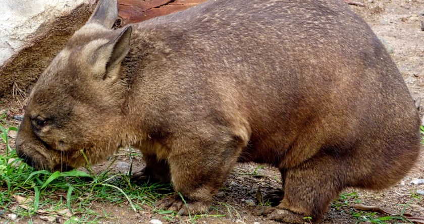 Wombat Vs Rabbit 10 Facts About The Wombat I Bet You Never Knew - Wide Open Spaces