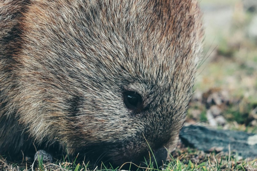 10 Facts About The Wombat I Bet You Never Knew