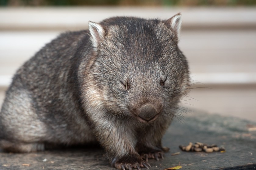 10 wombat facts that will impress you