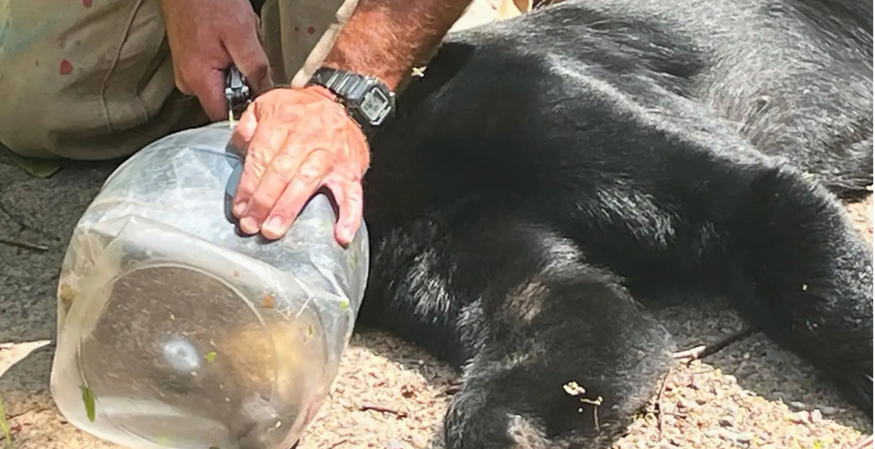 2-Year-Old Bear Survives With Jar Stuck On Its Head For Over A Week