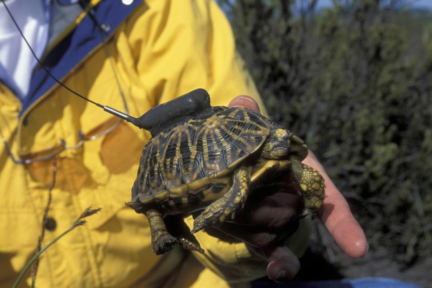 20 Animals On The Brink Of Extinction geometric tortoise
