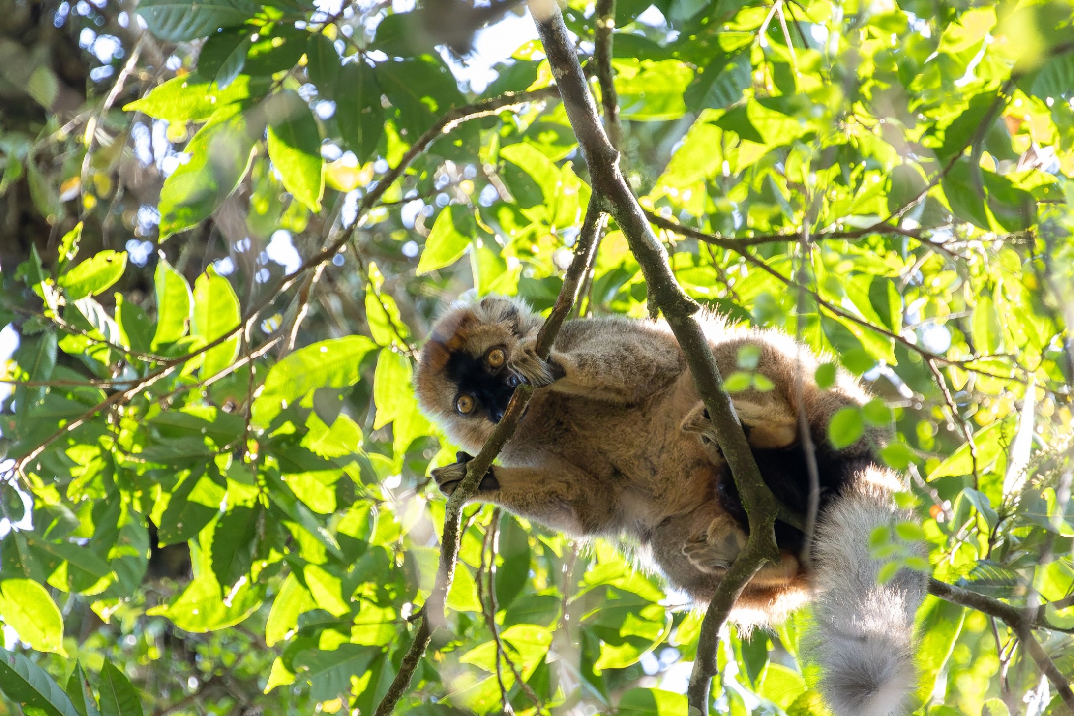 20 Animals On The Brink Of Extinction - Wide Open Spaces
