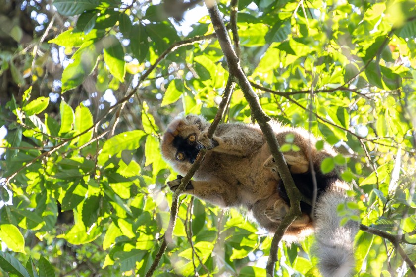 20 Animals On The Brink Of Extinction golden bamboo lemur
