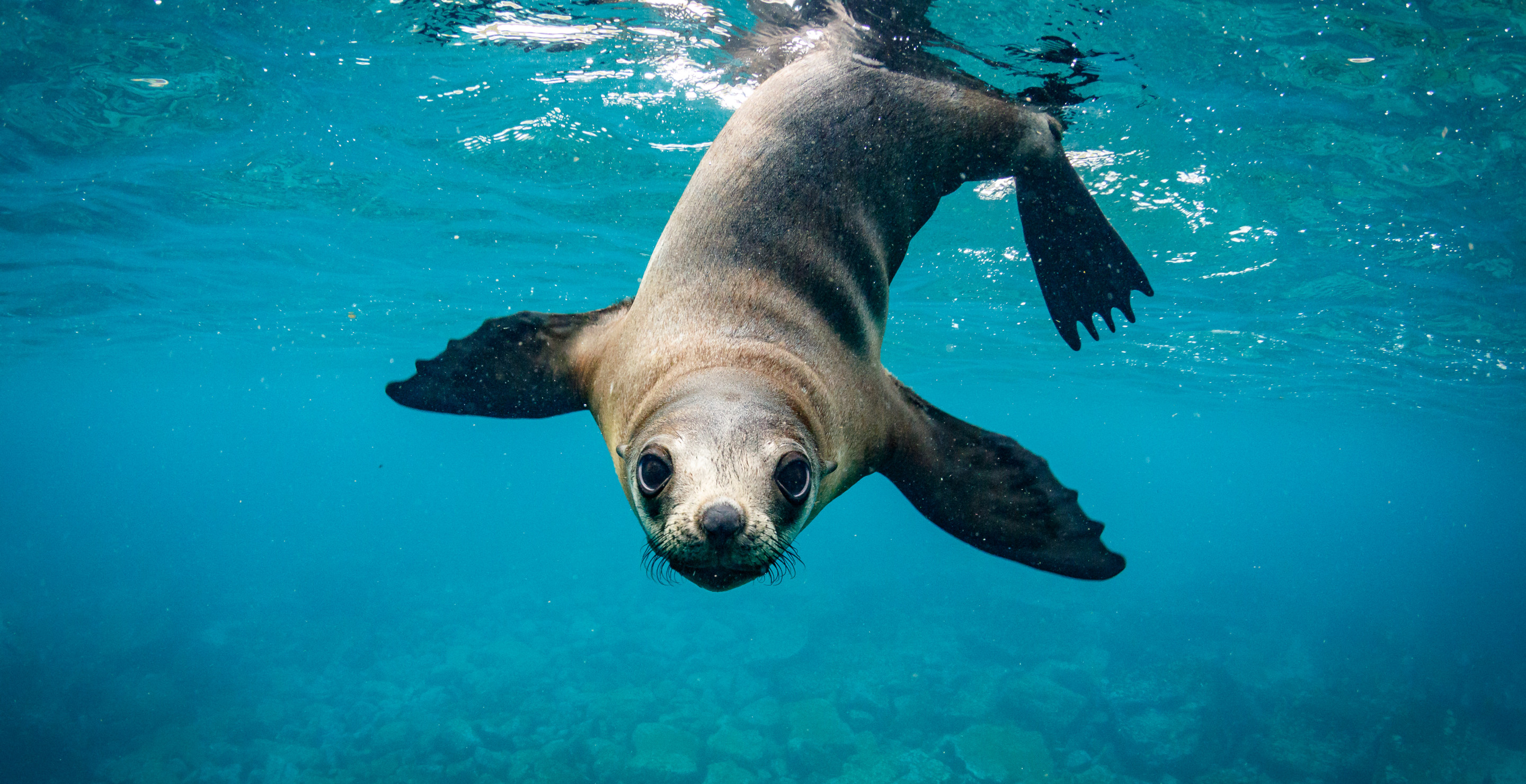 9-Year-Old Girl Speaks Out After Sea Lion Attack Off The Coast Of California
