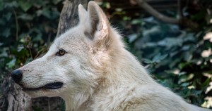 Adorable Video Shares The Moment That The 3 Dire Wolves Brought Back