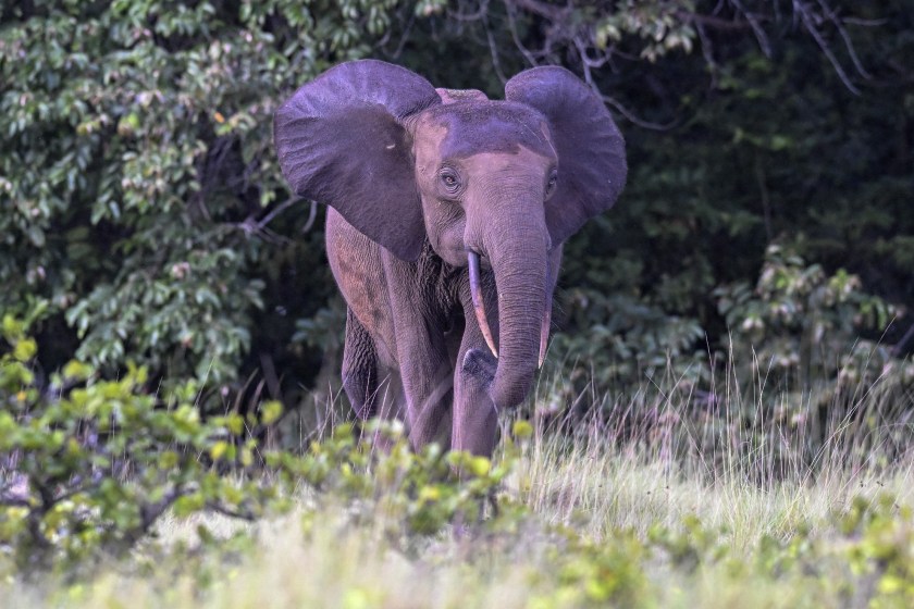 African forest elephant