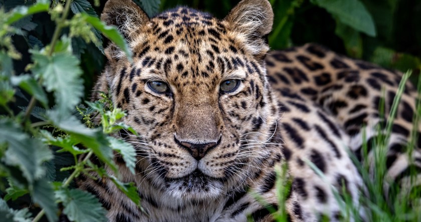 20 Animals On The Brink Of Extinction - Wide Open Spaces