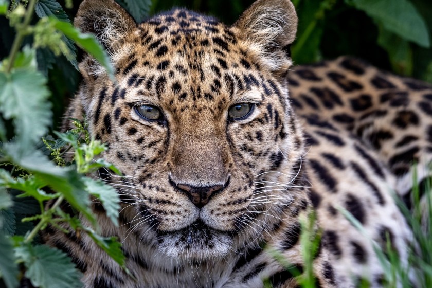 Amur Leopard one of the animals on the brink of extinction