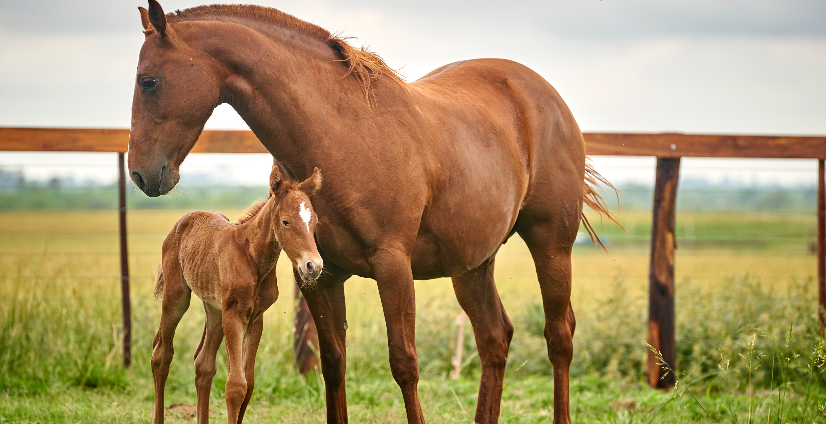 Baby Seven, Viral Tennessee Horse, Passes Away At 18 Months