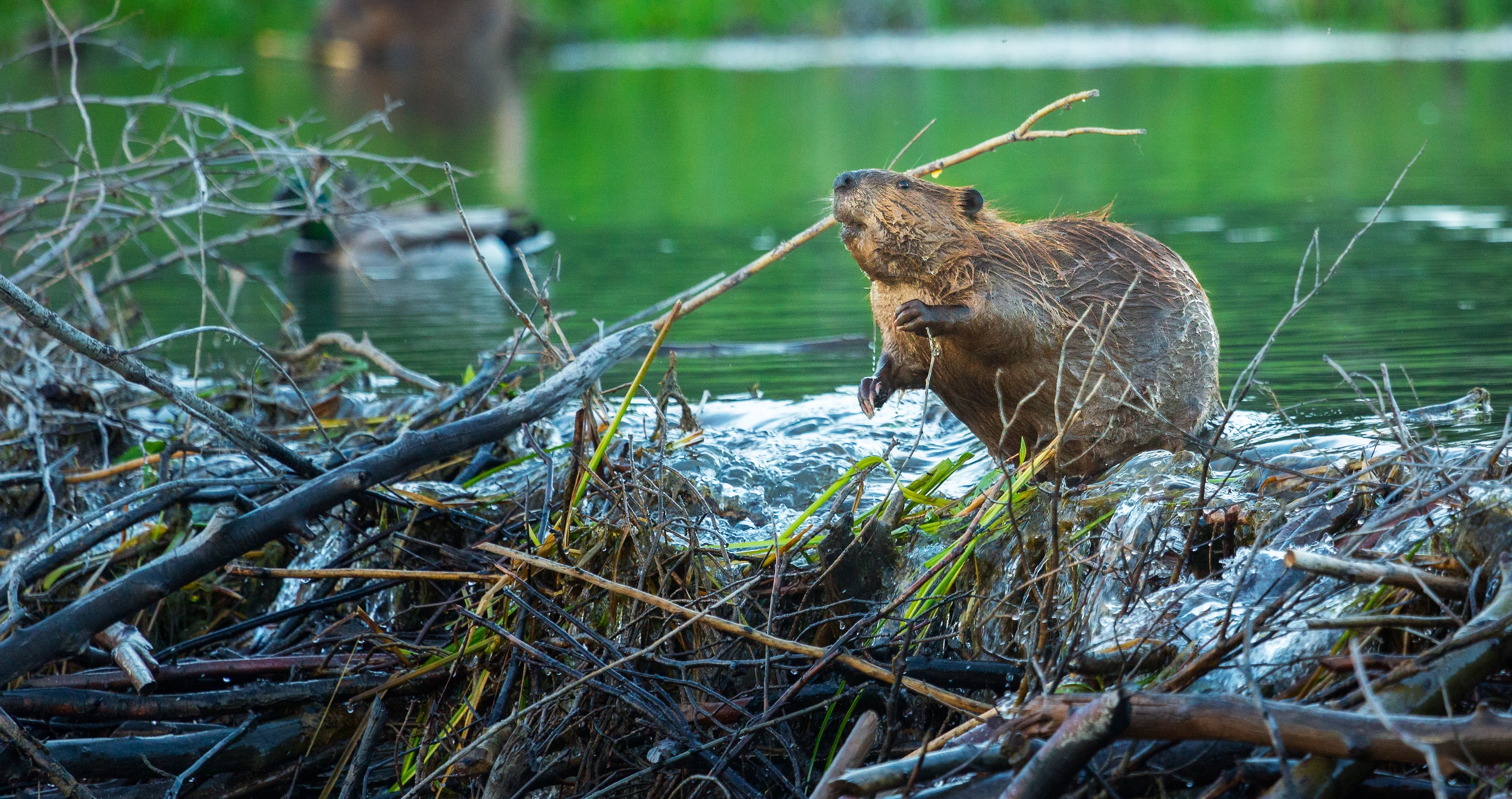 Bighorn National Forest Fights Declining Beaver Population With Artificial Dams