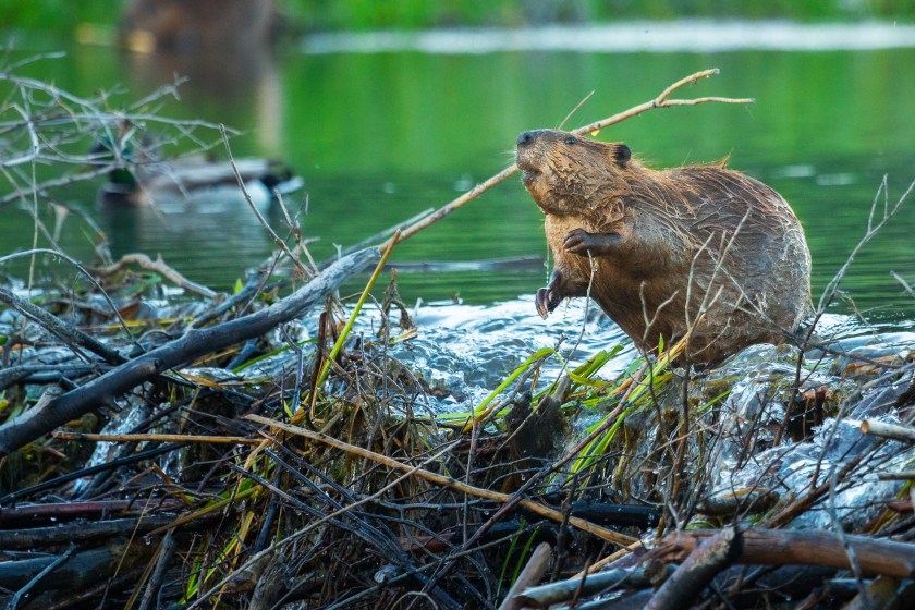 Bighorn National Forest Fights Declining Beaver Population With Artificial Dams