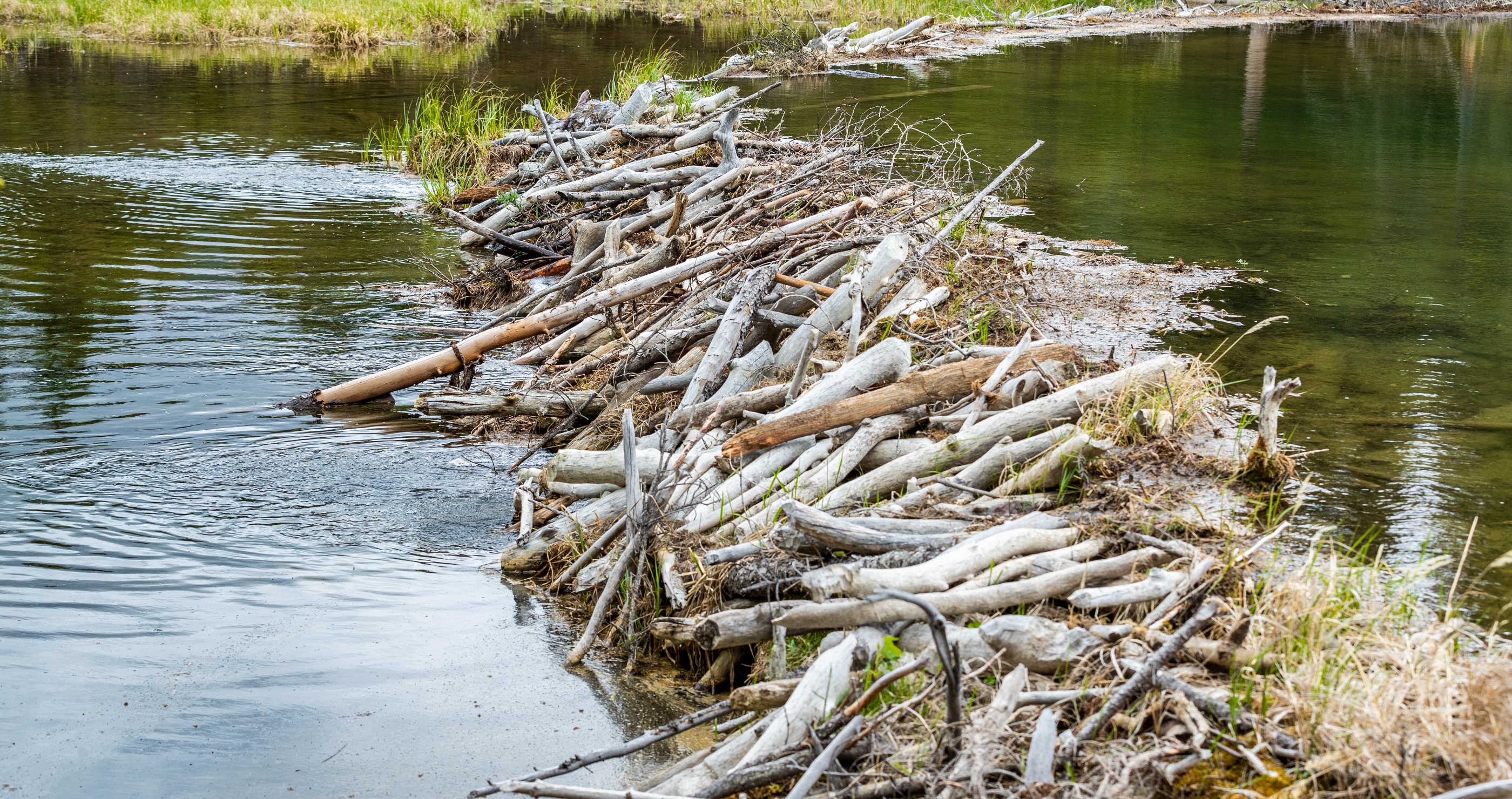 Bighorn National Forest Fights Declining Beaver Population With Artificial Dams