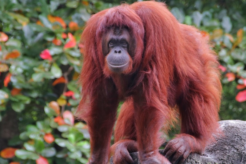 Bornean Organgutan