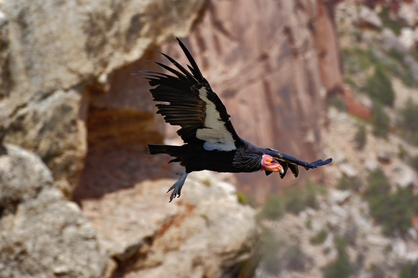 California Condor