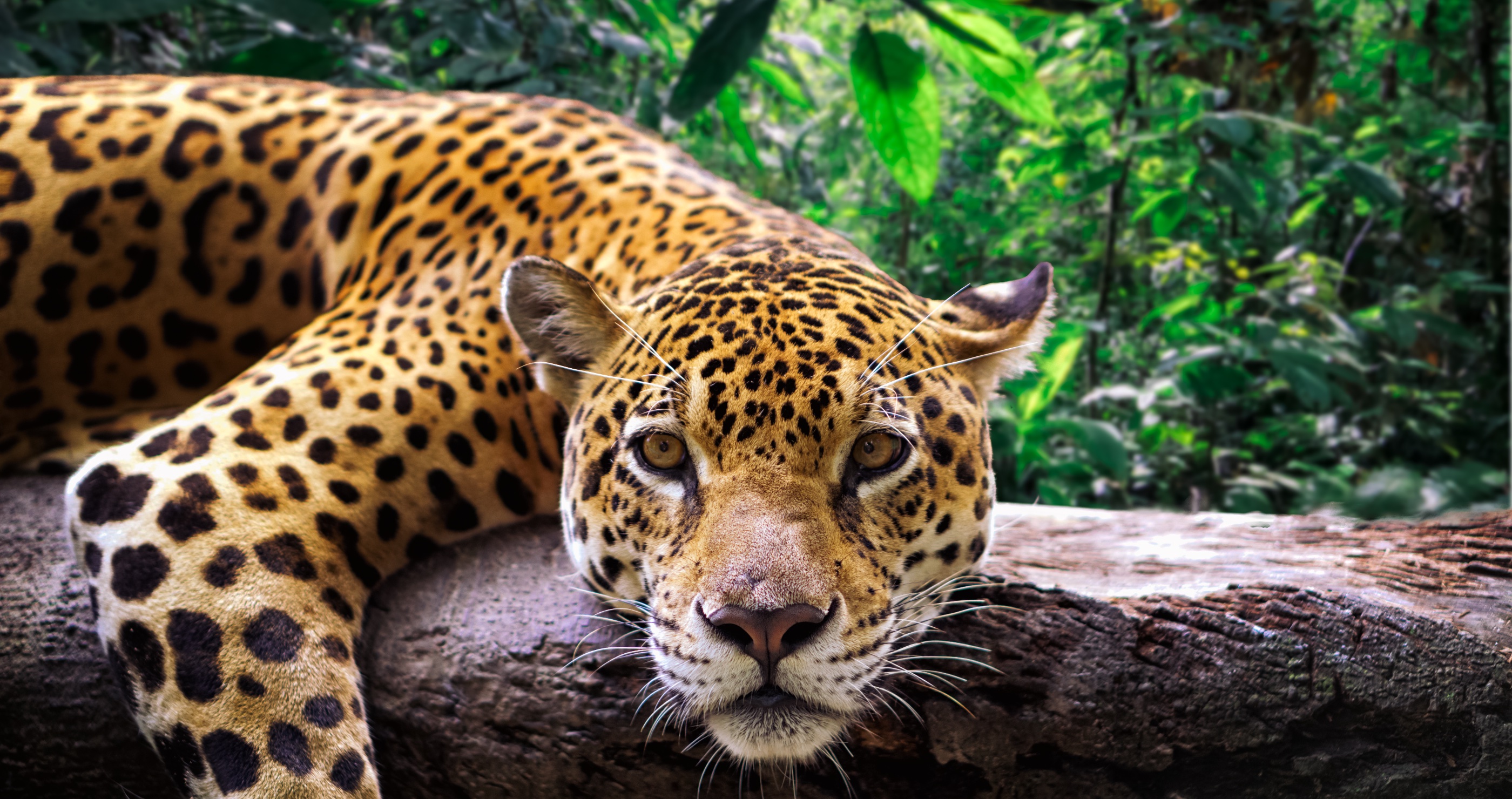 Ecuadorian Government Reveals Exciting New ‘Lifeline’ For Wildlife