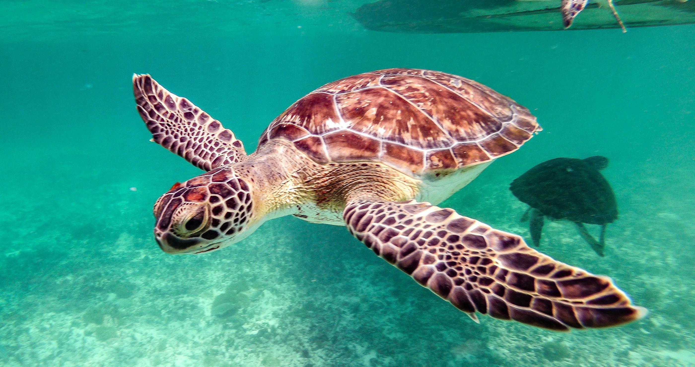 Endangered Sea Turtle Finally Released Back To Sea