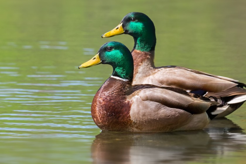 Facts About Ducks they have waterproof feathers