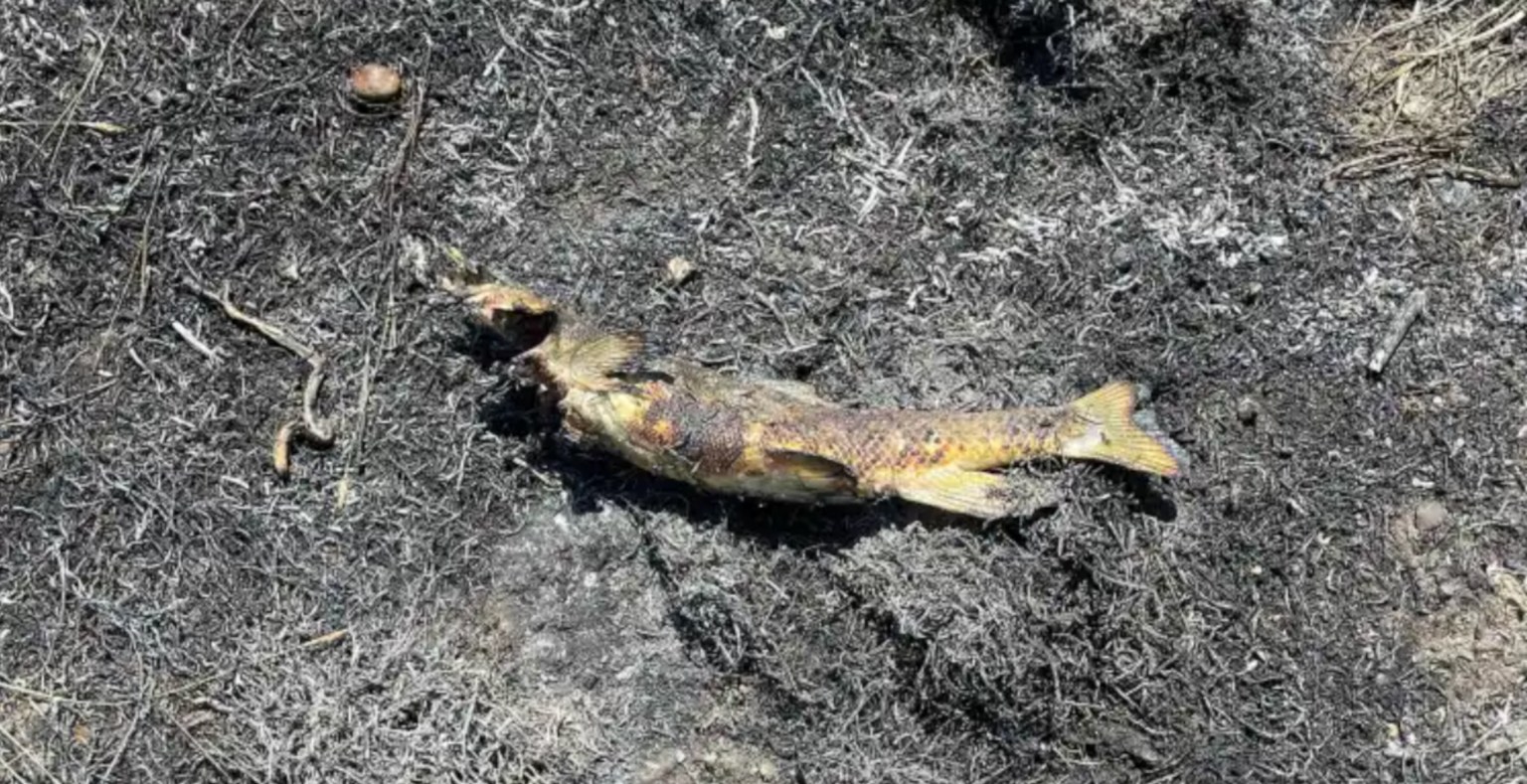 Fish Falling from the Sky Sparks Wildfire - Wide Open Spaces