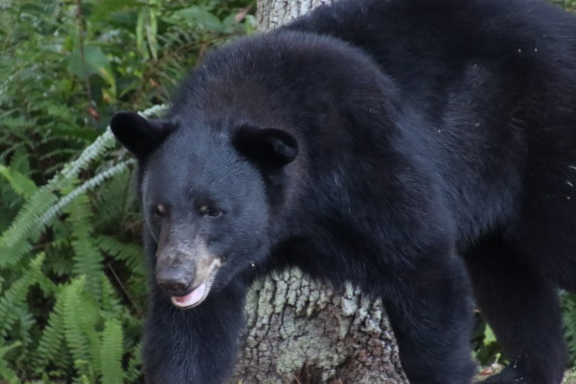 Florida Approves First Black Bear Hunt In A Decade