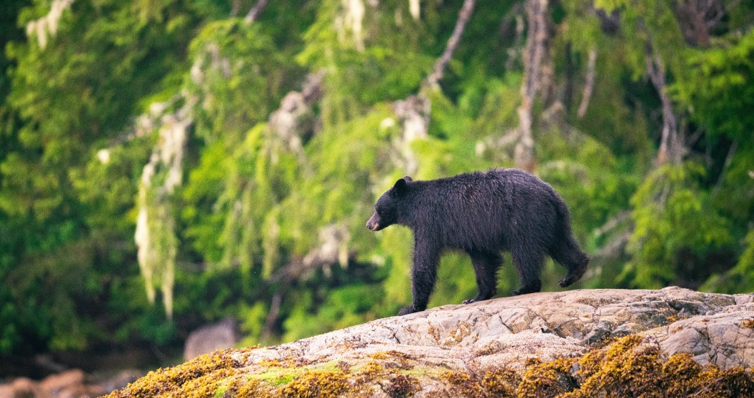 Florida Approves First Black Bear Hunt In A Decade