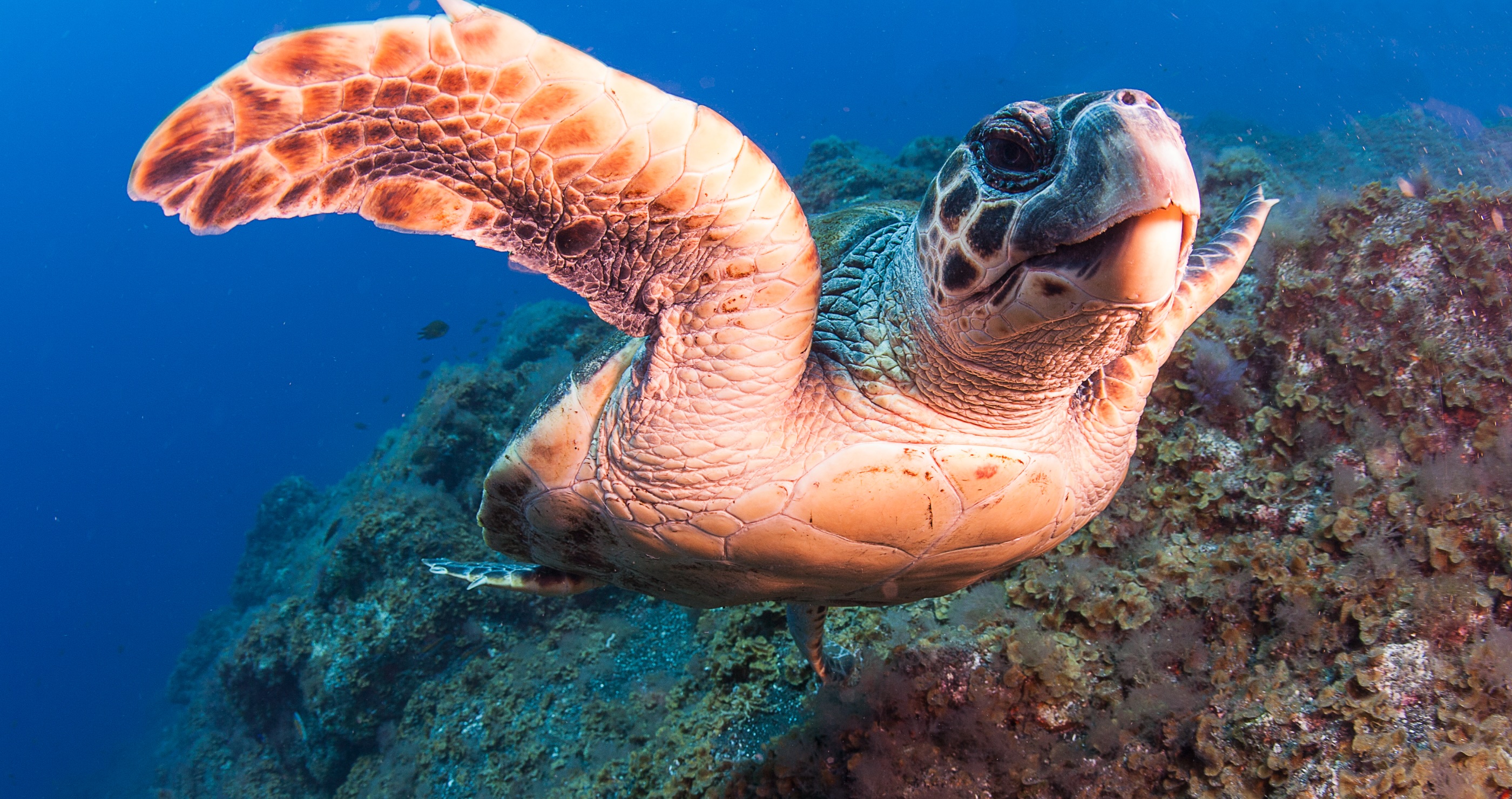 Hawksbill Turtle one of the animals on the brink of extinction