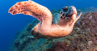 20 Animals On The Brink Of Extinction - Wide Open Spaces
