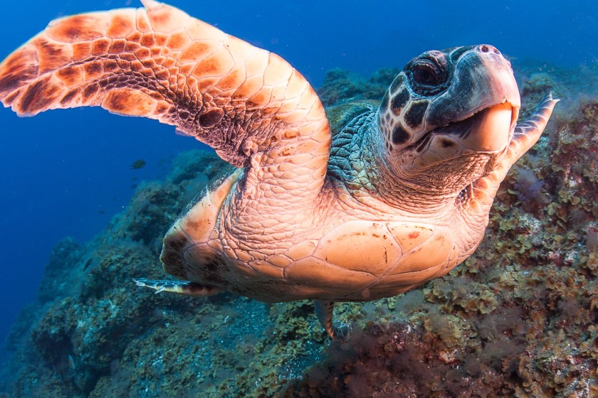 Hawksbill Turtle one of the animals on the brink of extinction