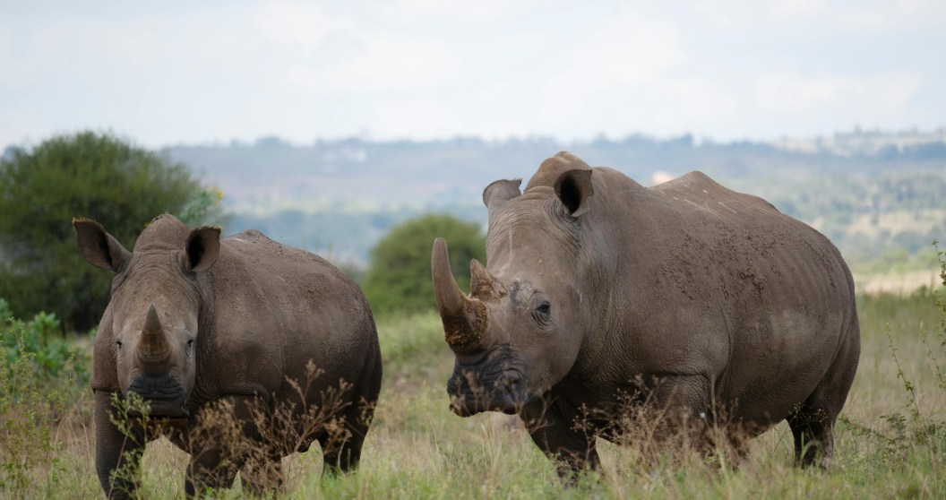 How Radioactive Rhinos May Stop Poaching Once And For All