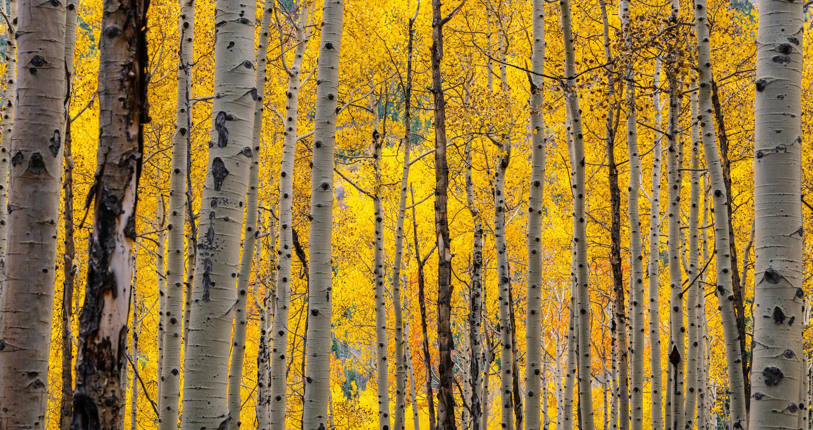 How Wolves Helped Save Yellowstone's Aspen
