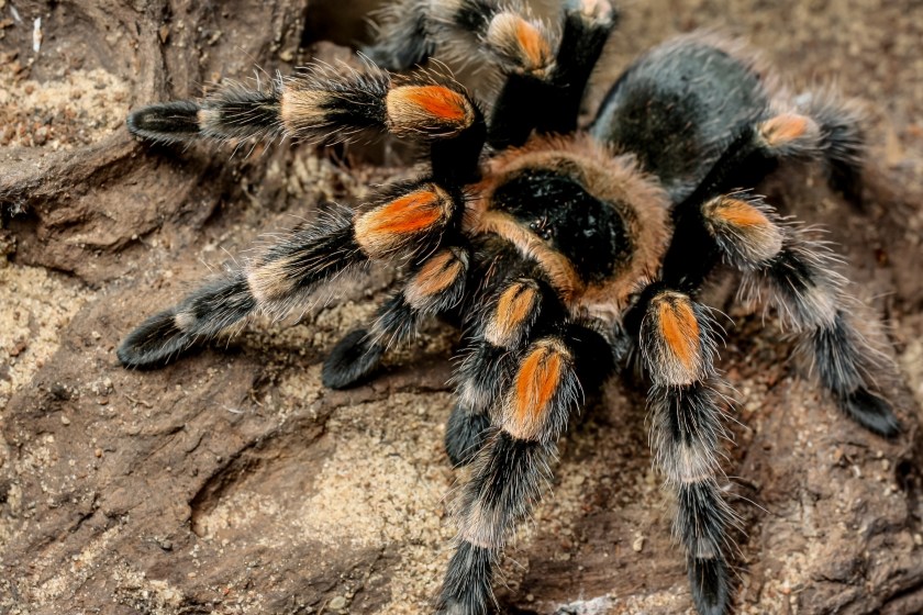 Landlord Faces Worst Nightmare After Tenant Left 22 Tarantulas Behind