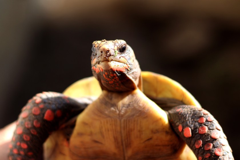 Man Arrested In Brazil After Authorities Made A Shocking Discovery baby tortoise