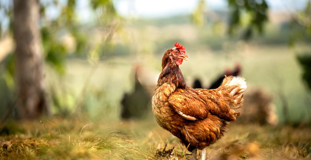 Musician Absolutely "Gutted" After Pet Rooster Killed By Neighbor's Dogs