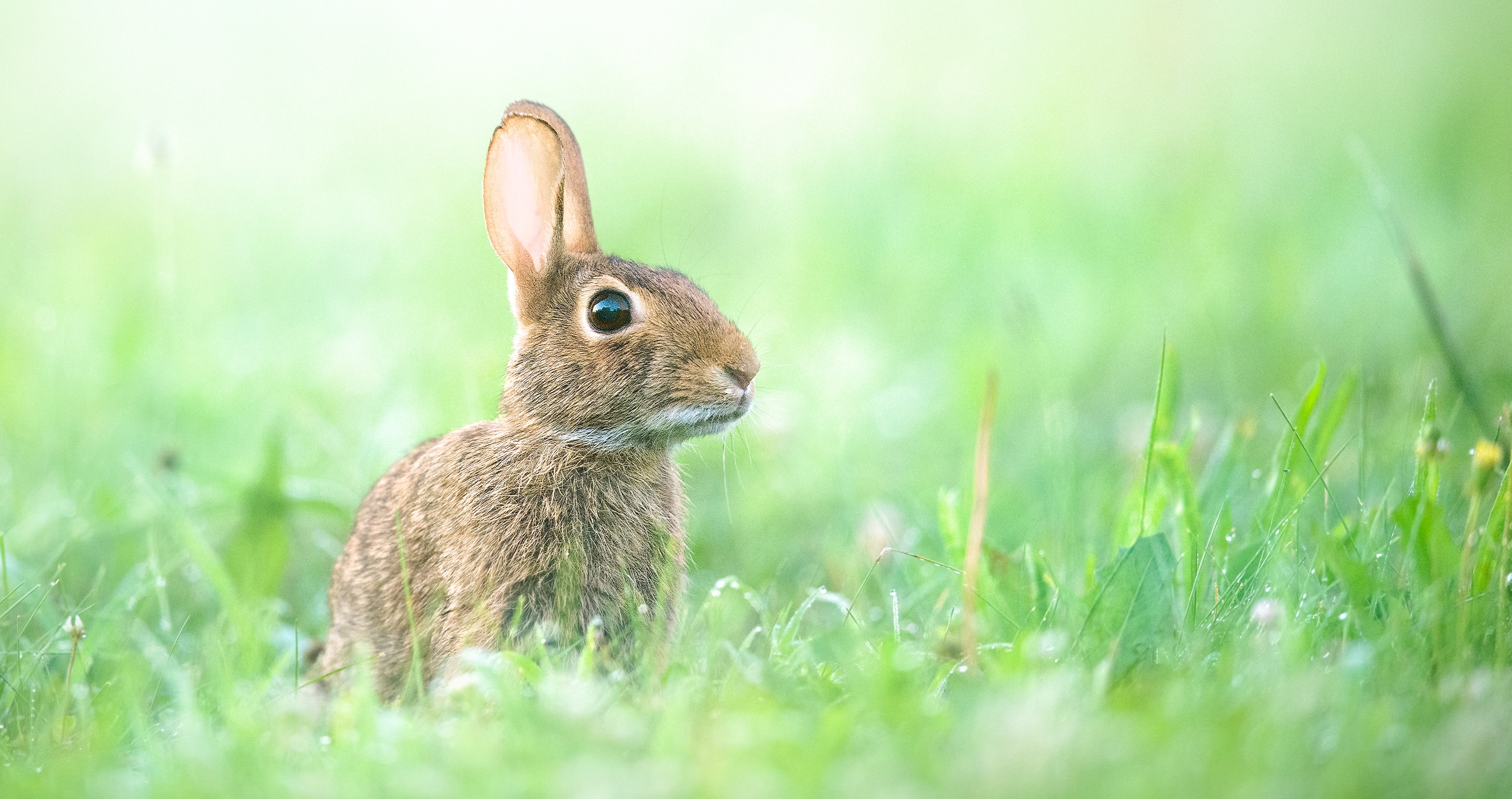 New Terrifying Virus Makes Rabbits Grow Horrible Spikes