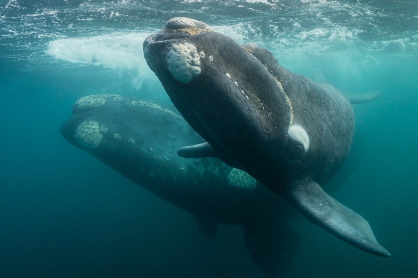 North Atlantic Right Whale