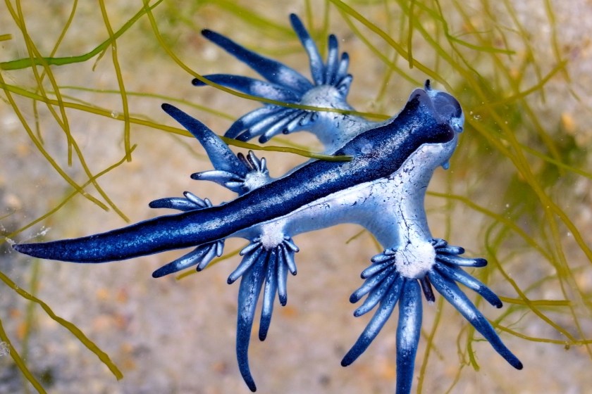 Popular Summer Hotspot Forced To Shut Down After Venomous Creatures Discovered Blue Dragon Sea Slug