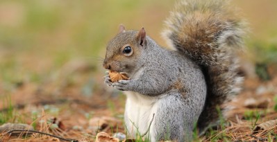 Reports Of Rabid-Looking Zombie Squirrels Are Going Viral, Here's The