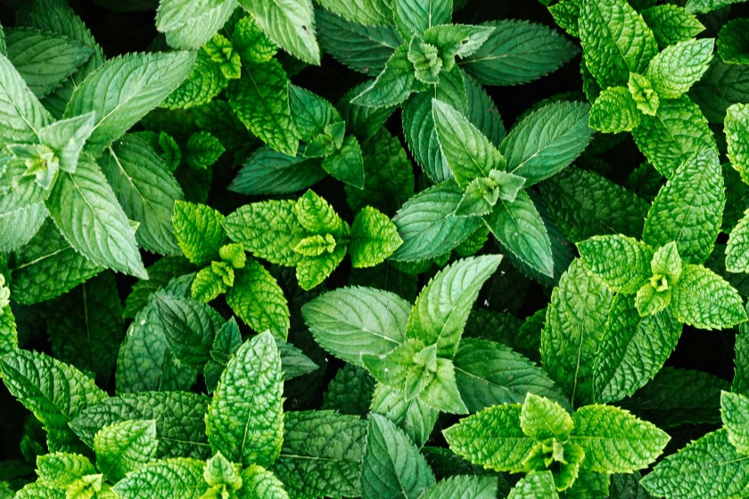 Rid Your Home Of Pests Without Harming Nature with mint