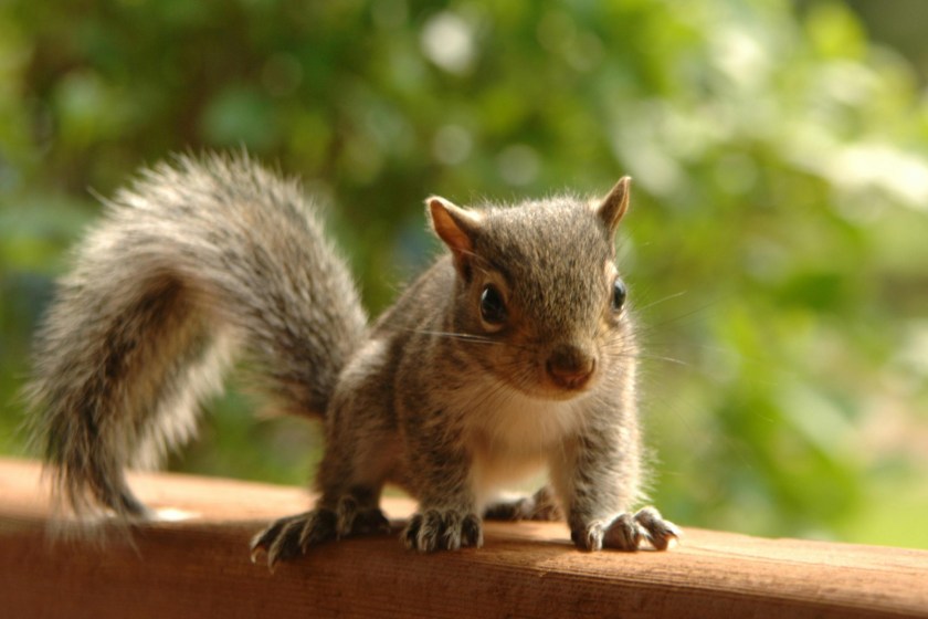 Rid Your Home Of Pests Without Harming Nature adorable squirrel