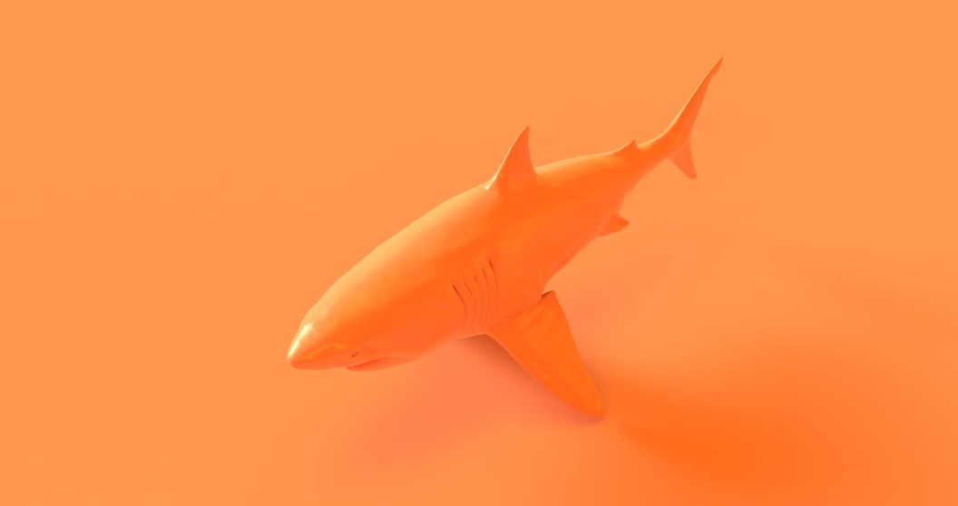 Scientists Surprised To Discover Bright Orange Shark