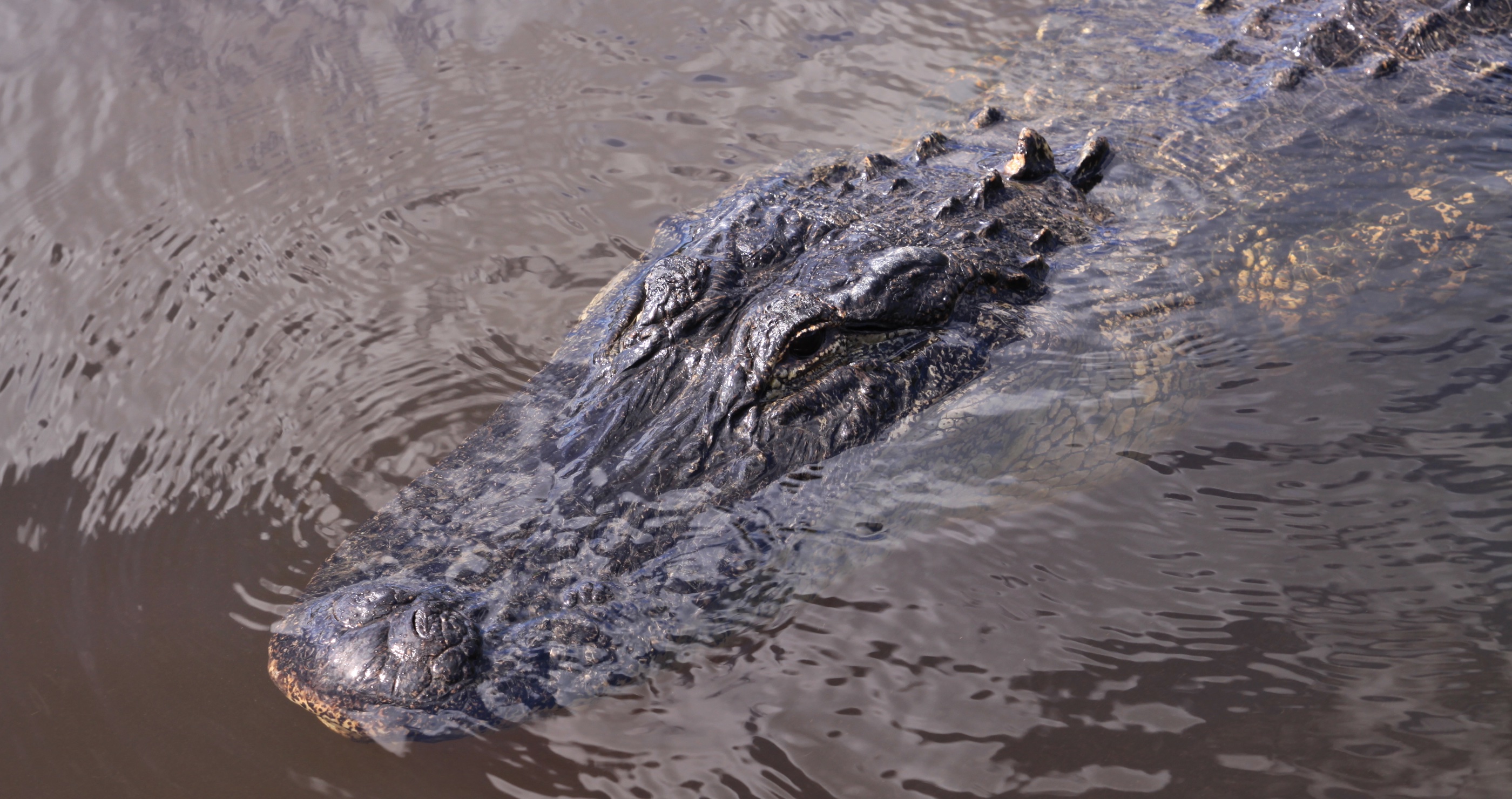 Sharks And An Alligator Seen Swimming Together In Viral Video