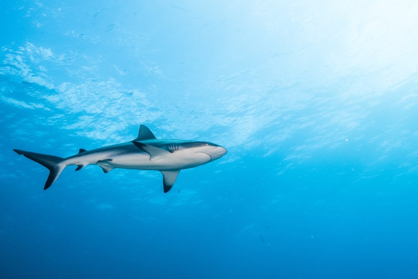 Sharks may be losing their deadly bites black reeftip shark